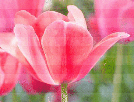 Indoor -LED -Display